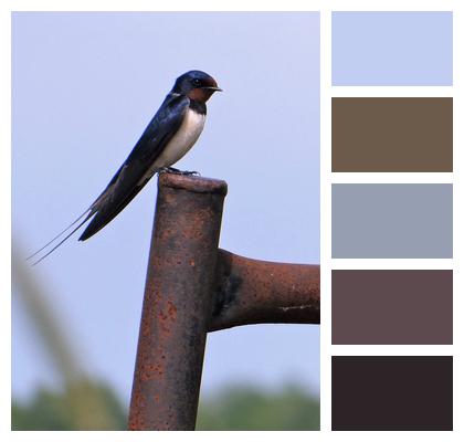 Bird Barn Swallow Swallow Image